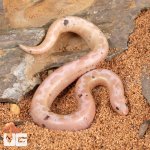 ug_Paradox_Snow_Kenyan_Sand_Boa_1.jpg