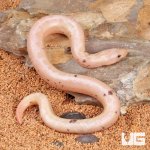 ug_Paradox_Snow_Striped_Kenyan_Sand_Boa_4.jpg