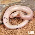 ug_Paradox_Snow_Striped_Kenyan_Sand_Boa_3.jpg