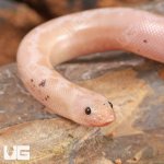 ug_Paradox_Snow_Striped_Kenyan_Sand_Boa_2.jpg