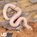 ug_Paradox_Snow_Striped_Kenyan_Sand_Boa_1.jpg