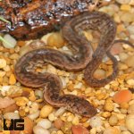ug_Baby_Javan_Elephant_Trunk_Snake_4.jpg