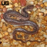 ug_Baby_Javan_Elephant_Trunk_Snake_1.jpg