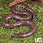 ug_Red_Pipe_Snake_4.jpg