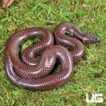 ug_Red_Pipe_Snake_3.jpg