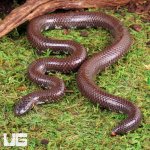 ug_Red_Pipe_Snake_2.jpg