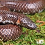 ug_Red_Pipe_Snake_1.jpg