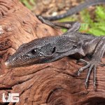ug_Black Monitor_1.jpg