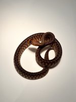 6:13C Male woma Python Large.jpeg