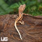 ug_Baby_Red_Phantom Lilly_White_Crested_Gecko_4.jpg