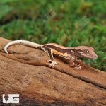 ug_Baby_Red_Phantom Lilly_White_Crested_Gecko_3.jpg