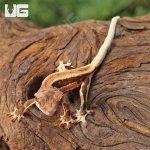 ug_Baby_Red_Phantom Lilly_White_Crested_Gecko_2.jpg