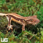 ug_Baby_Red_Phantom Lilly_White_Crested_Gecko_1.jpg