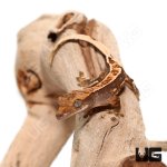 ug_baby_partial_pinstripe_crested_gecko_4.jpg