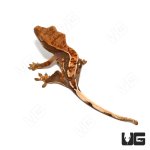 ug_baby_partial_pinstripe_crested_gecko_3.jpg