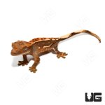 ug_baby_partial_pinstripe_crested_gecko_2.jpg