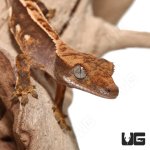 ug_baby_partial_pinstripe_crested_gecko_1.jpg