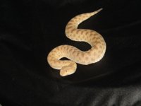 IMG_0810.jpeg
