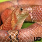 ug_Red_Kukri_Snake_2 (1).jpg