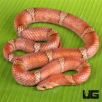 ug_Red_Kukri_Snake_1 (1).jpg