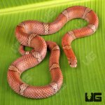 ug_Red_Kukri_Snake_4.jpg