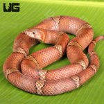 ug_Red_Kukri_Snake_3.jpg