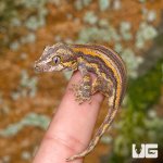 ug_baby_orange_striped_gargoyle_gecko_2_4.jpg