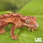ug_Inkspot_Crestie_Gecko_5.jpg