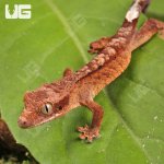 ug_Inkspot_Crestie_Gecko_4.jpg