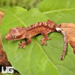 ug_Inkspot_Crestie_Gecko_3.jpg