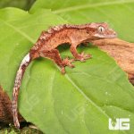 ug_Inkspot_Crestie_Gecko_2.jpg