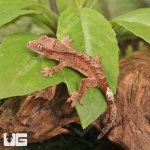 ug_Baby_Super_Dalmatian_Crested_Gecko_4.jpg