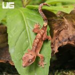 ug_Baby_Super_Dalmatian_Crested_Gecko_3.jpg