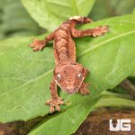 ug_Baby_Super_Dalmatian_Crested_Gecko_2.jpg