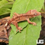 ug_Baby_Super_Dalmatian_Crested_Gecko_1.jpg