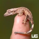 ug_c2_harlequin_4.jpg