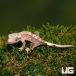 ug_c2_harlequin_3.jpg