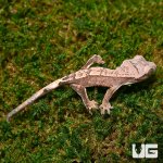 ug_c2_harlequin_2.jpg