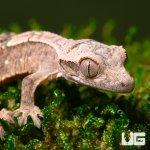 ug_c2_harlequin_1.jpg