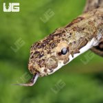 ug_Baby_eating_bird_snake_2.jpg