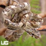 ug_Baby_eating_bird_snake_5.jpg