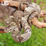 ug_Baby_eating_bird_snake_4.jpg