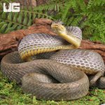 ug_Juvenile_Bird_Eating_Snake_4.jpg