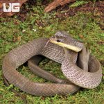 ug_Juvenile_Bird_Eating_Snake_3.jpg