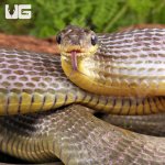 ug_Juvenile_Bird_Eating_Snake_2.jpg
