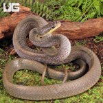 ug_Juvenile_Bird_Eating_Snake_1.jpg