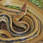 ug_Radiated_Ratsnake_1.jpg