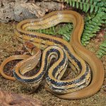 ug_Radiated_Ratsnake_2.jpg