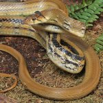 ug_Radiated_Ratsnake_4.jpg