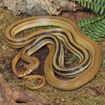 ug_Radiated_Ratsnake_3.jpg